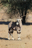 Gemsbok or Oryx, Kgalagadi, Kalahari 
