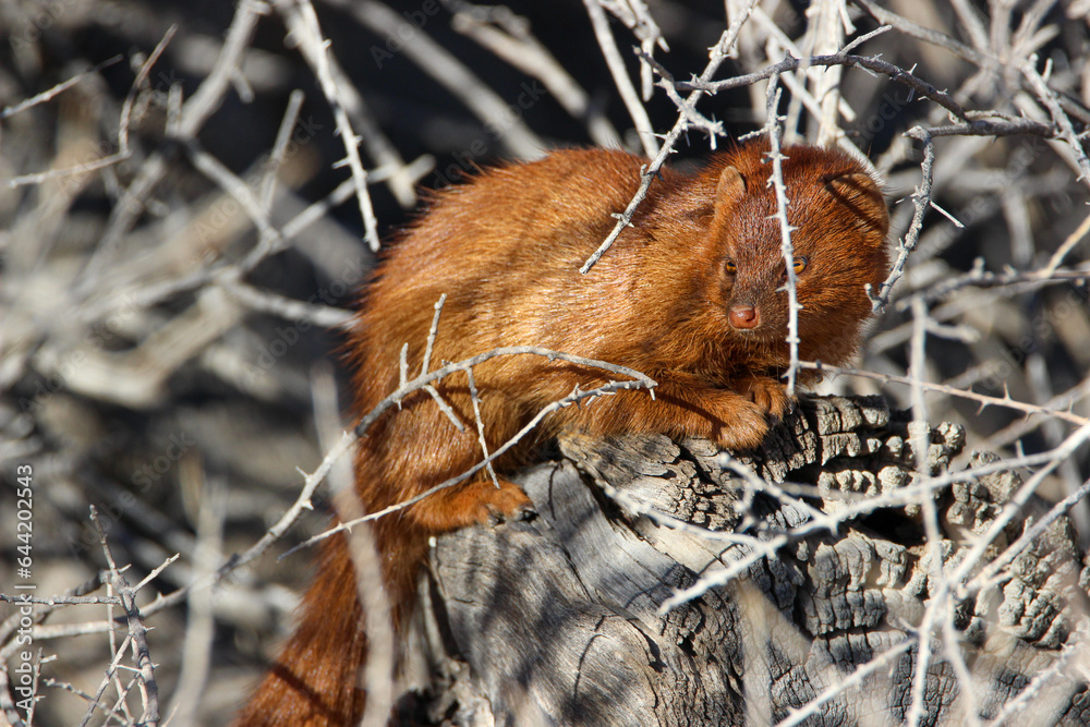 Common Slender Mongoose (Herpestes sanguines), Kgalagadi, Kalahari Common Slender Mongoose (Herpestes sanguines), Kgalagadi, Kalahari