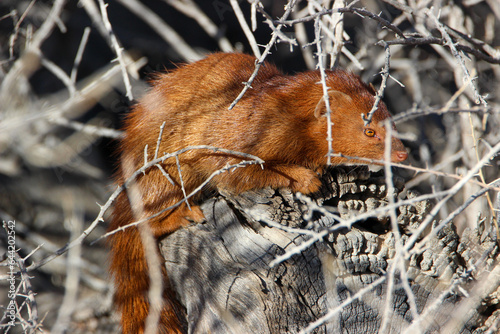 Common Slender Mongoose (Herpestes sanguines), Kgalagadi, Kalahari  photo