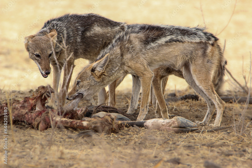 Fototapeta premium Black-backed Jackal (Lupulella mesomelas), Kgalagadi, Kalahari 