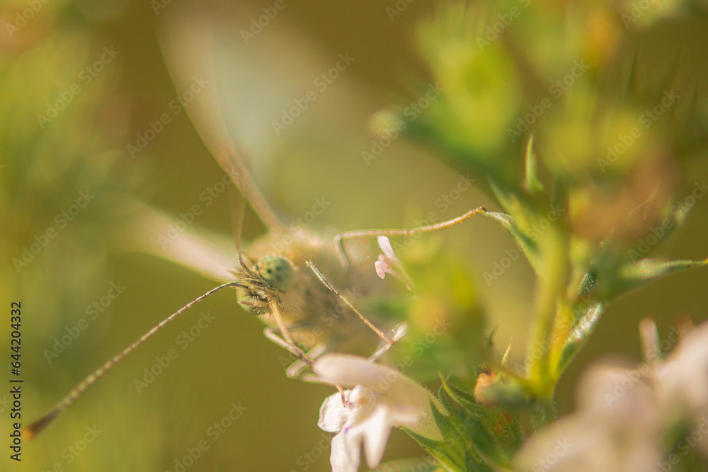 Front view of a butterfly head on a flower, with visible light wings, eyes and moment he is eating nectar from the flower. Butterfly on a green background. Front view of a butterfly head on a flower, with visible light wings, eyes and moment he is eating nectar from the flower. Butterfly on a green background.