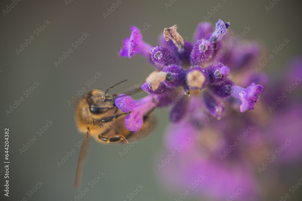 Above view of a common bee feeding with nectar from a lavender flower. Macro photo of an eating bee outside, sticking head in the petal.. Above view of a common bee feeding with nectar from a lavender flower. Macro photo of an eating bee outside, sticking head in the petal..