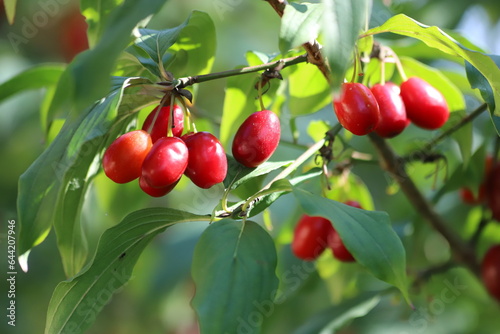 Cornus mas. Red fruit of the cornelian cherry, european cornel or cornelian cherry dogwood. photo