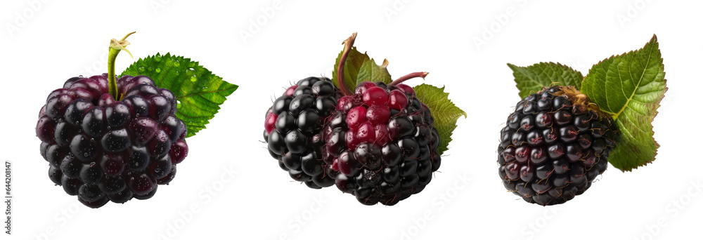 Set of Boysenberry isolated on transparent background. Concept of healthy fruit and fruit. Set of Boysenberry isolated on transparent background. Concept of healthy fruit and fruit.