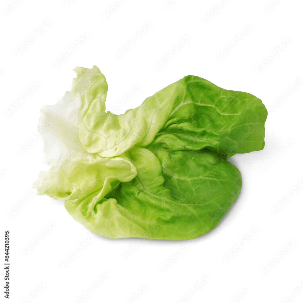 Fresh Boston lettuce on white background Fresh Boston lettuce on white background