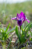 Endangered steppe plant pygmy iris or dwarf iris (Iris pumila), Red Book of Ukraine