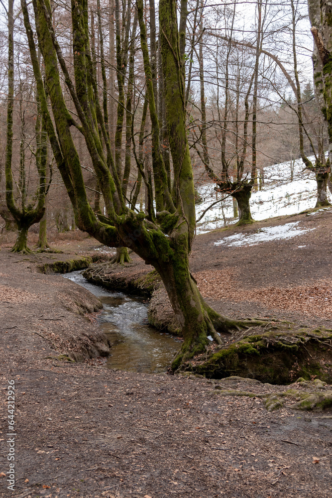 Obraz premium Basque Beauty: Exploring the Vibrant Autumn Landscape of Otzarreta Beech Forest in Gorbea Natural Park