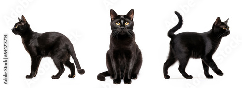 collection set of black cats. white background isolated. Halloween concept. yellow eyes. black fur. 