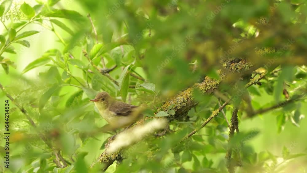 An Icterine warbler (Hippolais icterina) singing on a branch while the wind is blowing. An Icterine warbler (Hippolais icterina) singing on a branch while the wind is blowing.