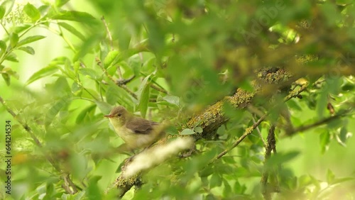 An Icterine warbler (Hippolais icterina) singing on a branch while the wind is blowing. photo