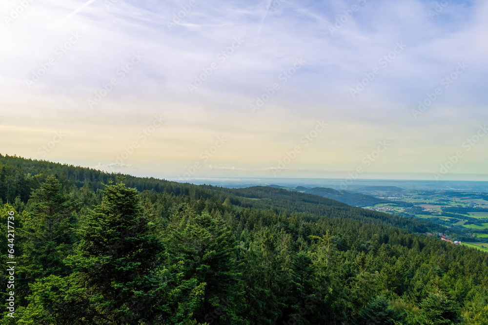 a drone view over a coniferous forest