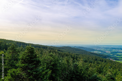 a drone view over a coniferous forest