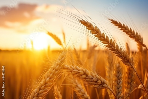 Bunch of wheat spikelet against sunset