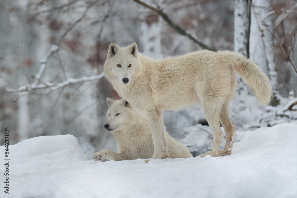 polar wolves in the forest in winter