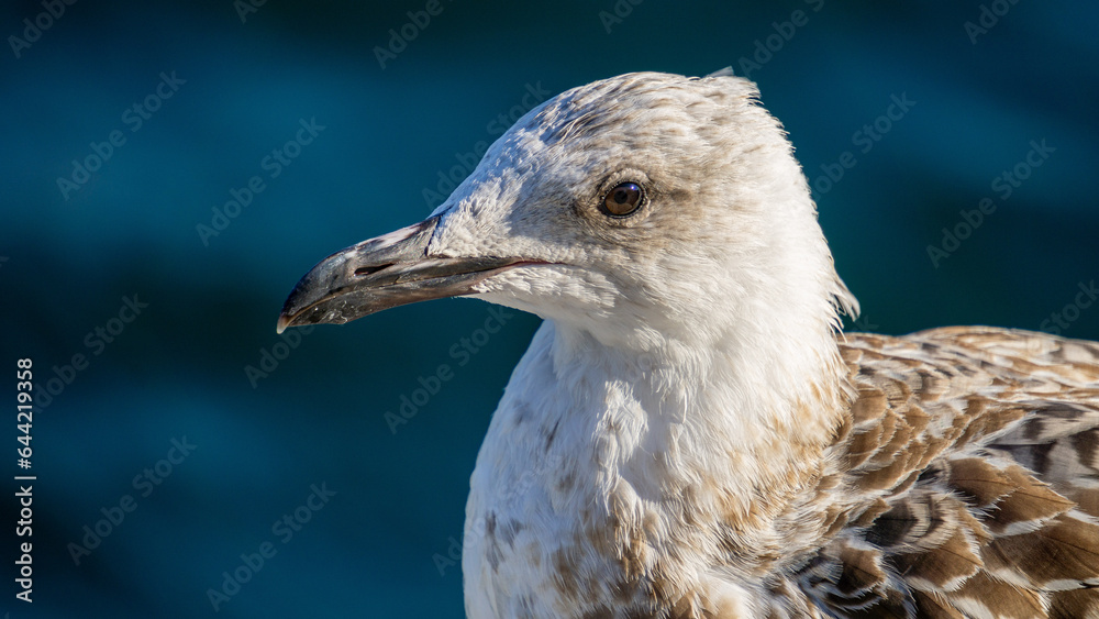 Detailed and sharp, clear seagull photo. Portrait of seabird seagull taken at sunset. Close up bird photo. Detailed and sharp, clear seagull photo. Portrait of seabird seagull taken at sunset. Close up bird photo.