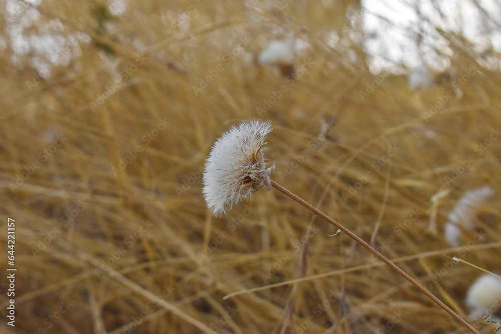 Fototapeta premium dandelion in the wind