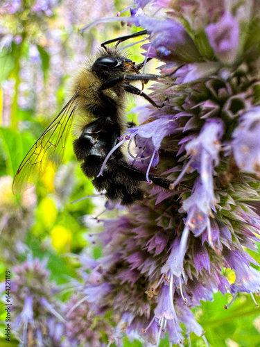 Closeup of a bumblebee collecting pollen from a wildflower