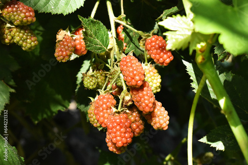 blackberry on the branch