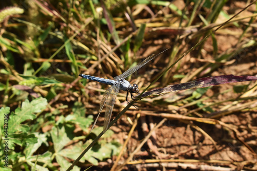 dragonfly on a twig