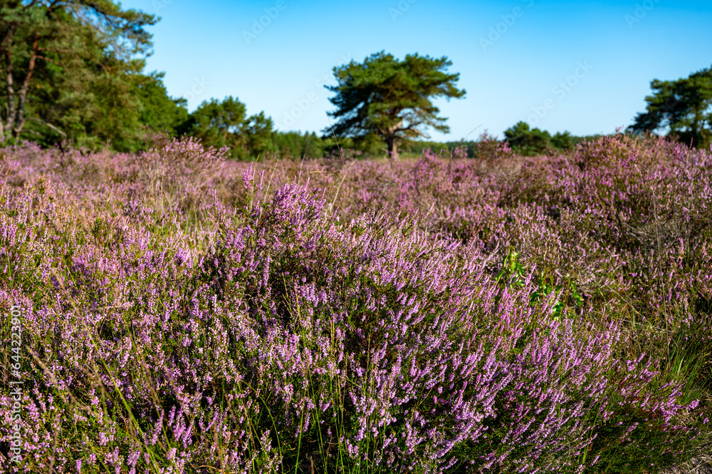 Nature background, green lung of North Brabant, pink blossom of heather plants in de Malpie natural protected forest in August near Eindhoven, the Netherlands Nature background, green lung of North Brabant, pink blossom of heather plants in de Malpie natural protected forest in August near Eindhoven, the Netherlands