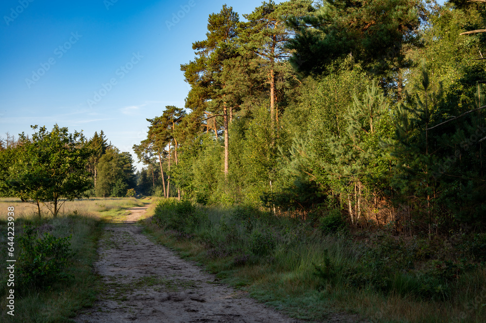 Forest walking path in sunlights. Sunny morning in Nature protected park area De Malpie near Eindhoven, North Brabant, Netherlands. Nature landscapes in Europe. Forest walking path in sunlights. Sunny morning in Nature protected park area De Malpie near Eindhoven, North Brabant, Netherlands. Nature landscapes in Europe.