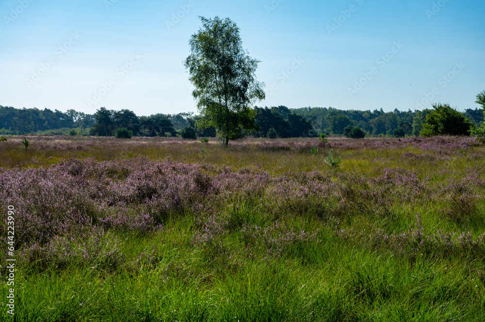 Nature background, green lung of North Brabant, pink blossom of heather plants in de Malpie natural protected forest in August near Eindhoven, the Netherlands