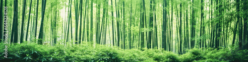 Bamboo forest with dense  serene bamboo groves  landscape panorama