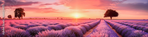 Lavender fields during sunset, with vibrant purple lavender flowers in full bloom, landscape panorama