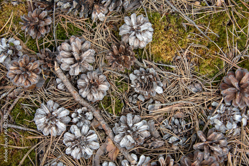 Cones on the moss in the forest. Background. Selective focus. 