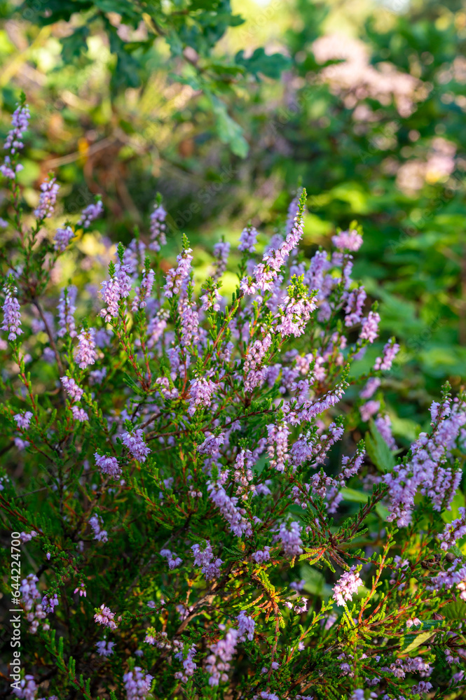 Fototapeta premium Nature background, green lung of North Brabant, pink blossom of heather plants in de Malpie natural protected forest in August near Eindhoven, the Netherlands
