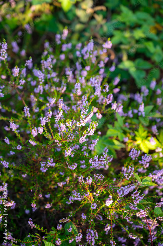 Obraz premium Nature background, green lung of North Brabant, pink blossom of heather plants in de Malpie natural protected forest in August near Eindhoven, the Netherlands