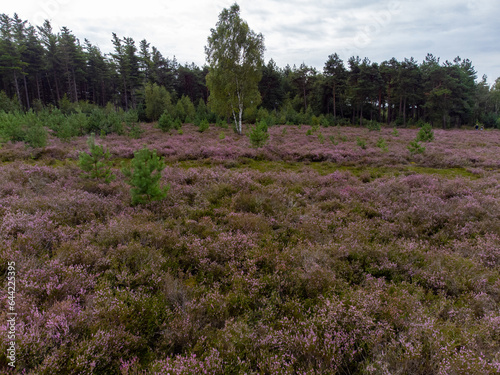 Nature background  green lung of North Brabant  pink blossom of heather plants in Kempen forest in September  the Netherlands