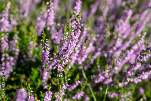 Nature background  green lung of North Brabant  pink blossom of heather plants in de Malpie natural protected forest in August near Eindhoven  the Netherlands