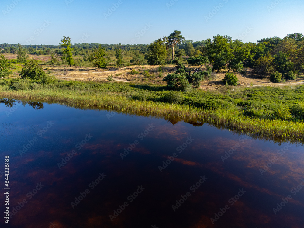 Aerial view on blossom of heather, forest and lakes. Sunny morning in Nature protected park area De Malpie near Eindhoven, North Brabant, Netherlands. Nature landscapes in Europe.