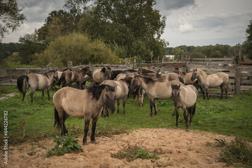 A herd of horses - Konik Polski, a Polish breed of light-colored late-maturing horse, long-lived, resistant to diseases and difficult living conditions. The horses graze freely in the paddock. © Castigatio