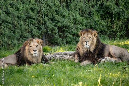 Two majestic lions sitting in the grass