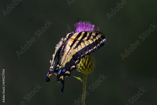 Western Tiger Swallowtail (Papilio rutulus) Photo, Feeding on an Arizona Thistle (Cirsium arizonicum), Bloom, Over a Transparent Background photo