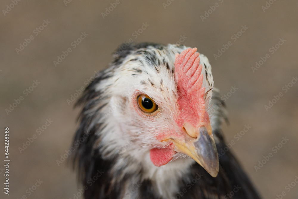   chicken looks into the frame, close up