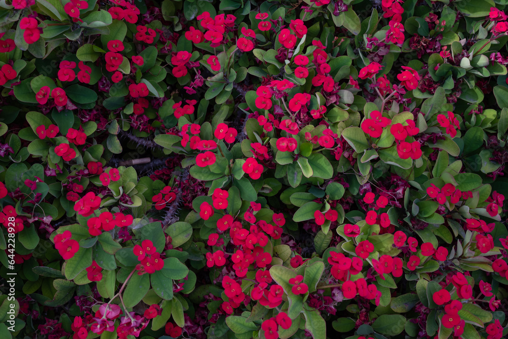 Red flower background of Crown of thorns or Christ plant among green leaves