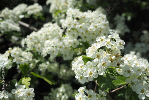 White spring flowers on a tree branch, green bokeh background. Spring flowering tree branch with white flowers. Branches of blossoming cherry with soft focus. Beautiful floral image of spring nature.