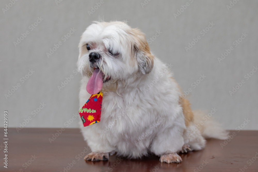 Cute adult puppy of shitzu breed in selective focus Cute adult puppy of shitzu breed in selective focus