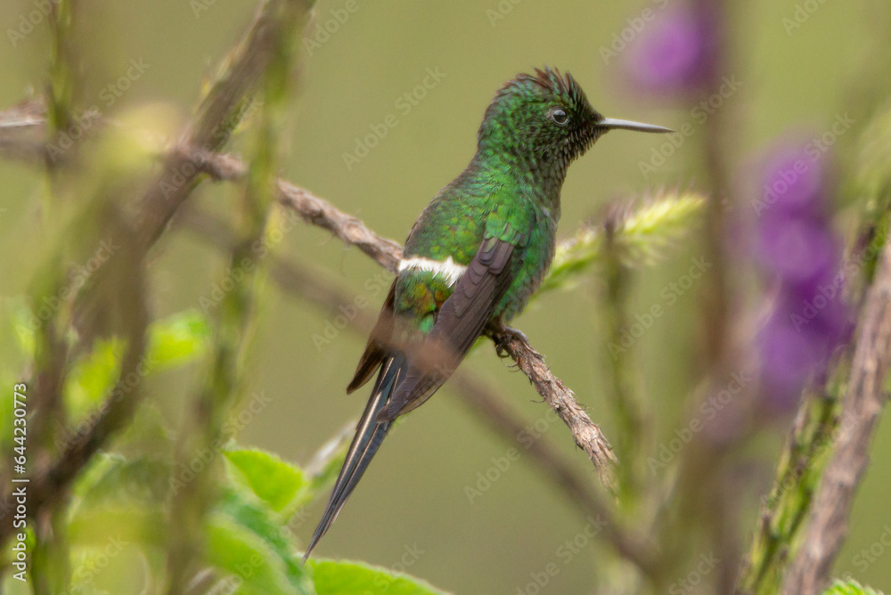 Fototapeta premium hummingbird, Green Thorntail, Discosura conversii
