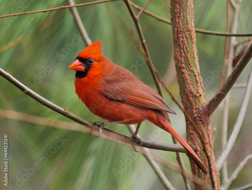 red cardinal perched on a tree branch © Michelle Holton