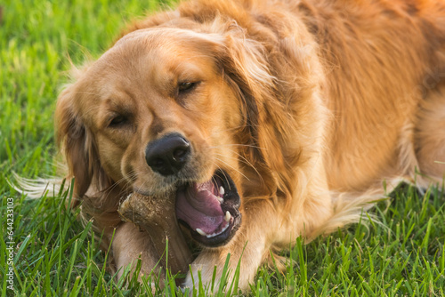 Golden Retriever Gnawing on a Toy