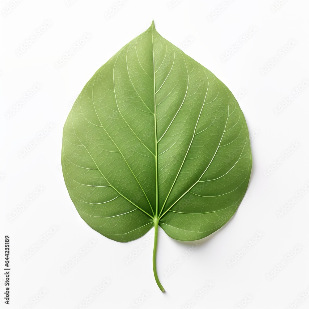 Photo of Dogwood Leaf isolated on a white background Photo of Dogwood Leaf isolated on a white background