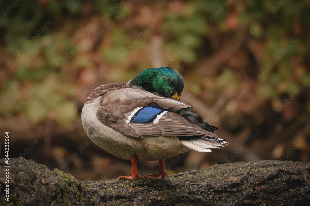 Mallard duck (Anas Platyrhynchos) male, a large water bird with colorful plumage, stands by the river bank on a stump and cleans its feathers. Mallard duck (Anas Platyrhynchos) male, a large water bird with colorful plumage, stands by the river bank on a stump and cleans its feathers.