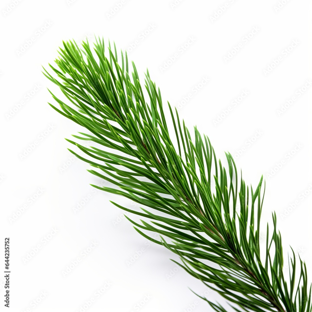 Photo of Fir Needle isolated on a white background Photo of Fir Needle isolated on a white background