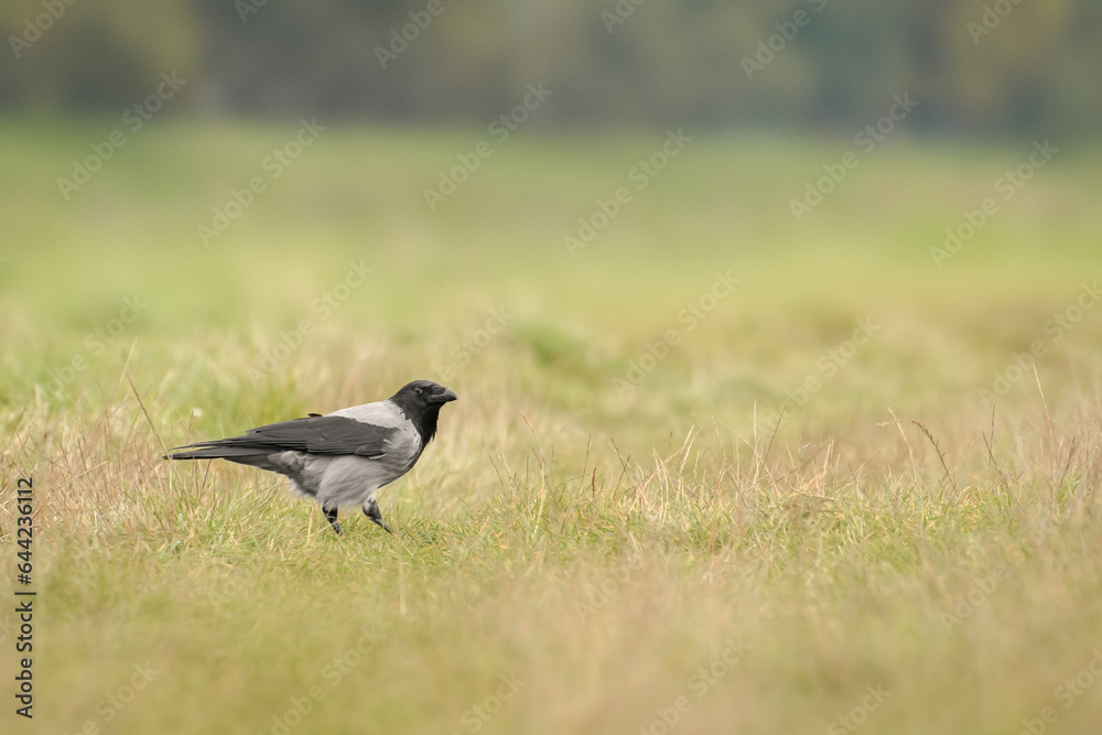 Carrion crow(Corvus corone) a large bird with gray-black plumage and a massive beak sits on the grass and looks for food. Carrion crow(Corvus corone) a large bird with gray-black plumage and a massive beak sits on the grass and looks for food.