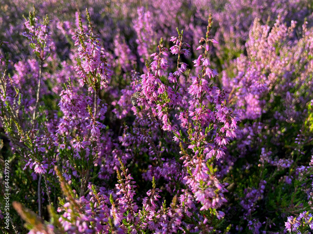 Stunning view of blooming heath with pink purple heather flowers in famous nature park Lueneburger Heide in North Germany
Stunning view of blooming heath with pink purple heather flowers in famous nature park Lueneburger Heide in North Germany