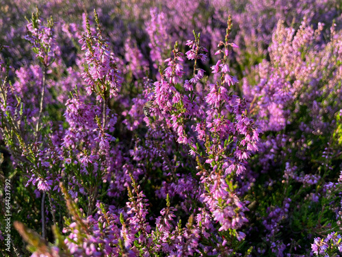 Stunning view of blooming heath with pink purple heather flowers in famous nature park Lueneburger Heide in North Germany  